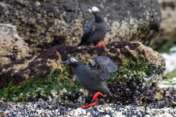 天売島のケイマフリの求愛行動
