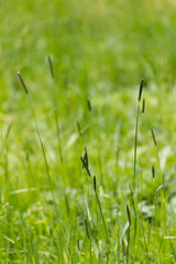 Close-Up of Blooming Blade of Grass on Meadow, Germany