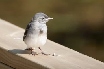 white wagtail 