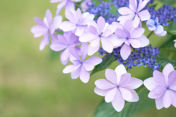 Closeup of green hydrangea (Hydrangea macrophylla) are blooming in spring and summer at a town garden. The Japanese call this 
