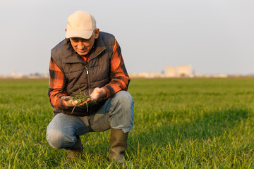 Naklejka na ściany i meble Senior farmer in wheat field examining crop in his hands at sunset.