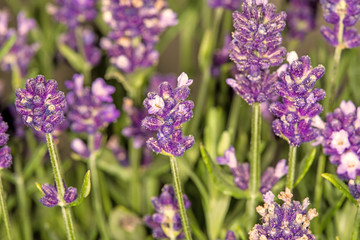 lavender, flower of the medicinal herb