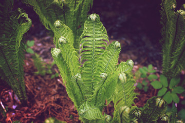 The fern bush has not yet blossomed, the toning in the style of instagram
