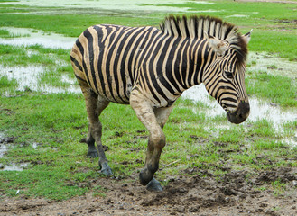 a zebra is walking in the mud