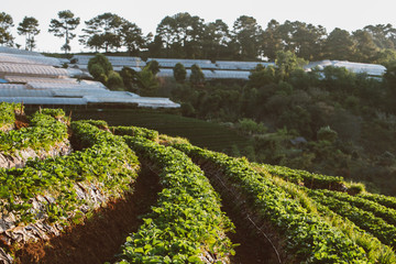 strawberry field in valley at doi ang khang Chiang Mai Thailand