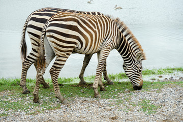 Fototapeta na wymiar Two zebras are eating glasses next to the lake together