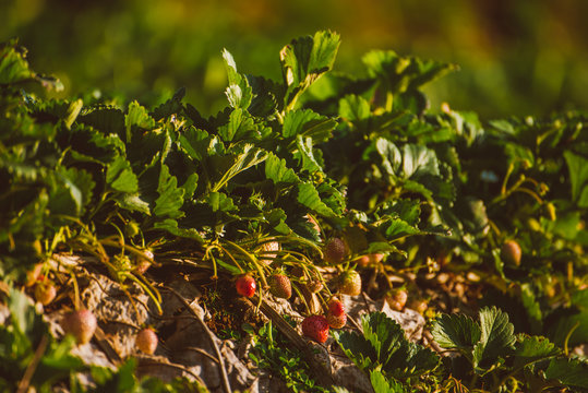strawberry field 
