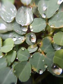 gota