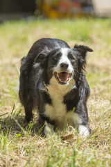 portrait of a border collie Dog outside Belgium