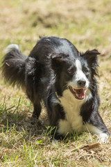 portrait of a border collie Dog outside Belgium