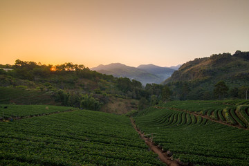 strawberry field in valley at doi ang khang Chiang Mai Thailand