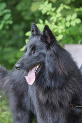 portrait of a groenendal Dog outside Belgium