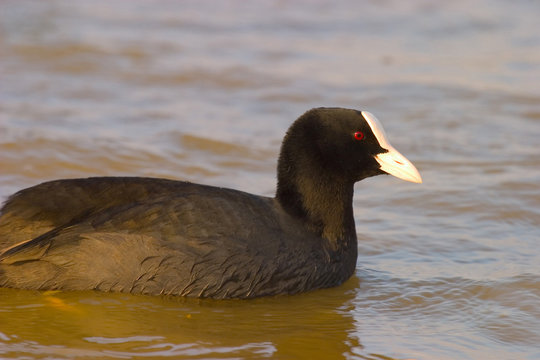 folaga fulica atra uccello acquatico reserva naturale lipu lago di chiusi siena toscana