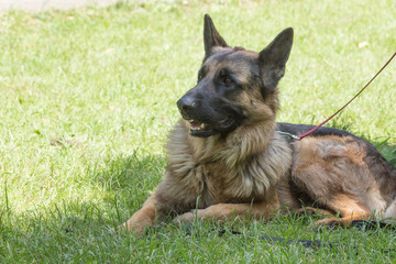 portrait of german sheeperd outdoors in Belgium