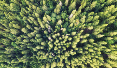 Forest as a background. Natural background from air