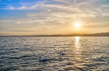 Naklejka premium Lake Garda at Sunset with Swans passing by / Next to City of Bardolino