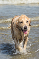 portrait of a golden retrievers Dog outside Belgium