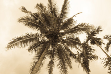 Fototapeta na wymiar Palm trees blowing in gusty wind in a tropical storm while the warm stormy air gusts the palm tree from side to side. Dangerous tropical hurricanes and tornadoes.