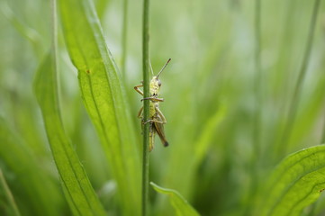 Grashüpfer an Grashalm
