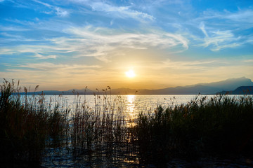 Beautiful sunset at coastline of Lake Garda / Natural reed in the lake / Next to City of Bardolino