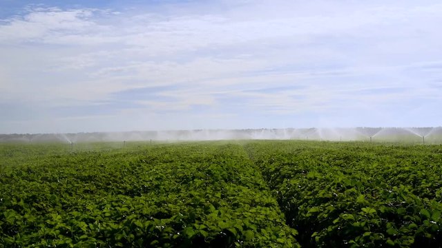 Irrigation system on a strawberry field, Spain