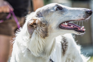 Portrait of greyhound outdoor, racing dog  close-up