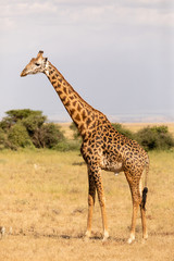 Giraffe