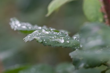 Regentropfen auf Rosenblättern