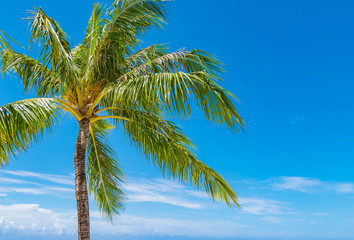 Coconut palm tree 