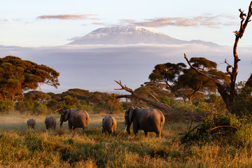 Elefant
