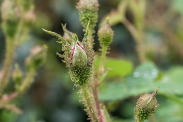 Sich öffnende Knospe einer Rose