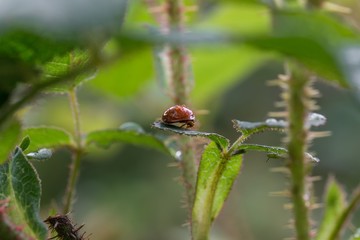 Roter Marienkäfer mit schwarzen Punkten mit Wassertropfen auf dem Rücken