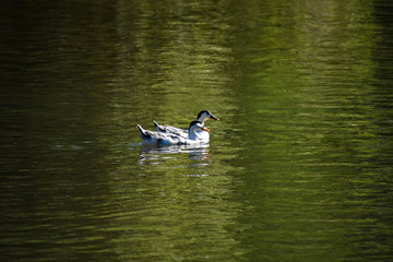 Duck swimming in the river