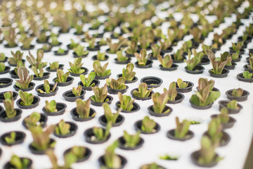 Hydroponics,Organic fresh harvested vegetables,Farmers looking fresh vegetables. Farmers working with organic hydroponic vegetable garden at greenhouse.
