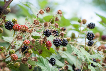closeup of blackberries in the hedge