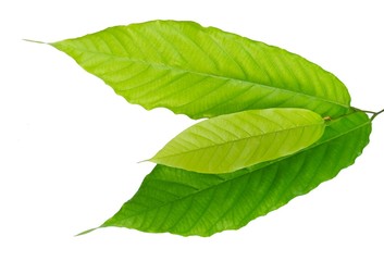 Fresh Green Leaves Laying on White Background