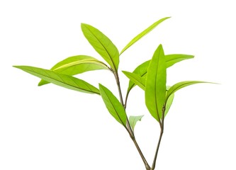 Beautiful Fresh Green Leaves on Tree Branch