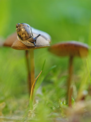 little snail crawling along mushroom