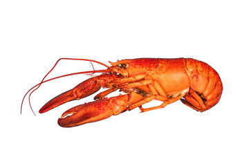 lobster