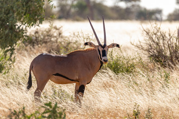 Oryx