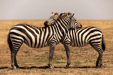 Afwasbaar Fotobehang Zebra Zebra