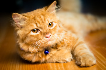 cute brown persian cat