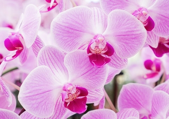 Fototapeta na wymiar Blooming of the fresh phalaenopsis orchid.