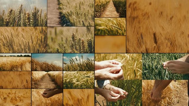 Cereal crops farming multiple screens display of various agricultural activities in wheat field
