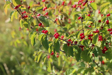Red berry on the branches in the forest