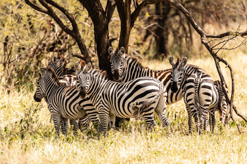 Zebra