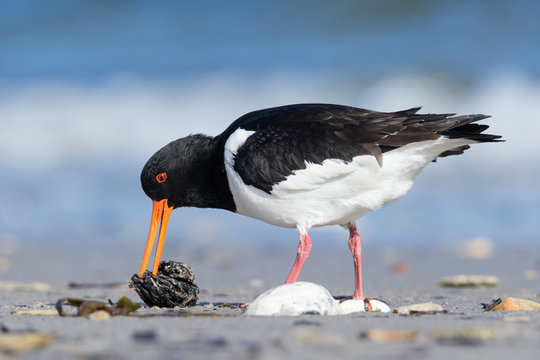 Austernfischer - Haematopus ostralegus