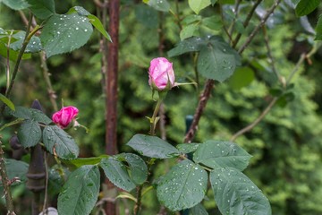 Sich öffnende Knospe einer Rose mit Regentropfen