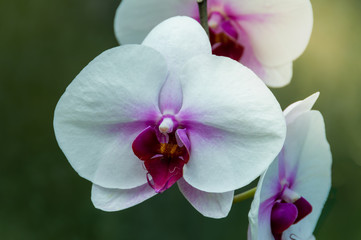 Textures surface of White orchid flower, beautiful nature background