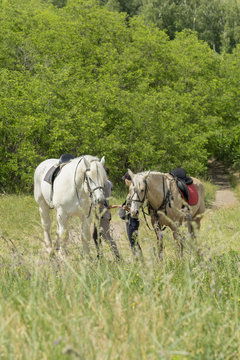 Loving couple walking with horses at sunny day. Two horses are walking in the field. vertical photo